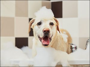Shampoo