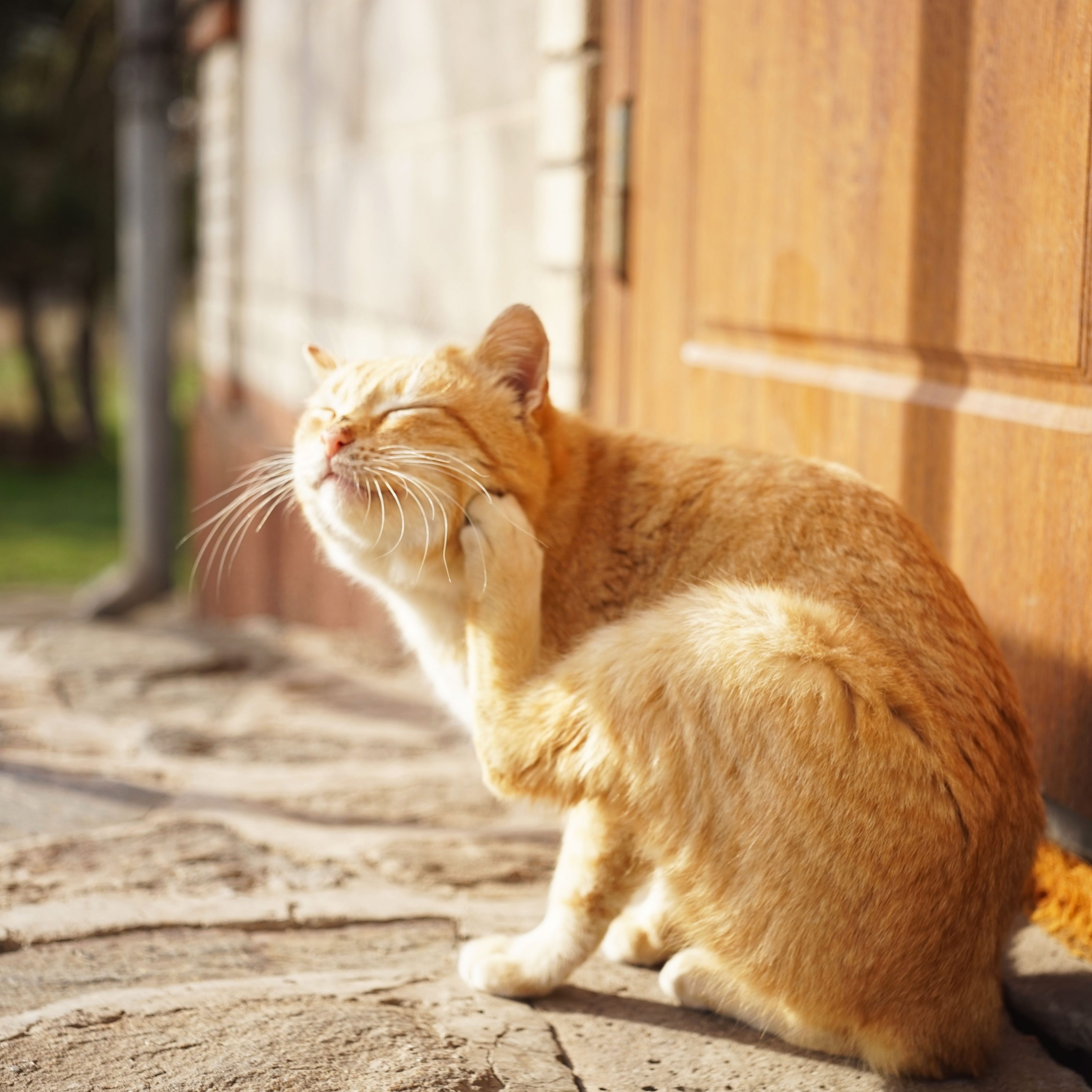 Red cat paw scratches behind the ear. Fleas and ticks in domestic animals